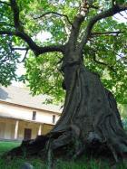 Tree Removal - Sanford, NC