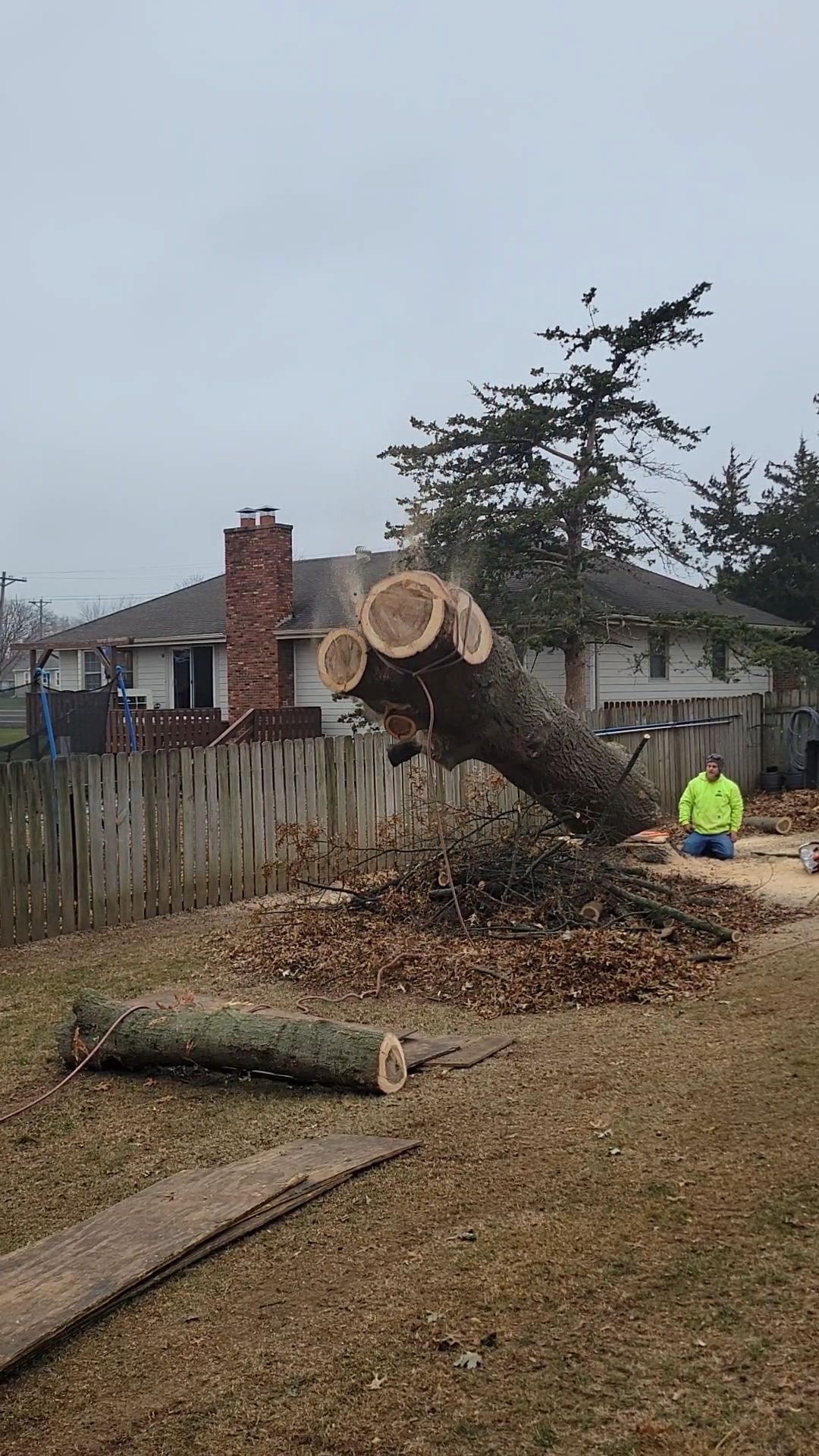 Large fallen tree with freshly cut trunk in a residential yard, beside a fence and a worker in a neon jacket.