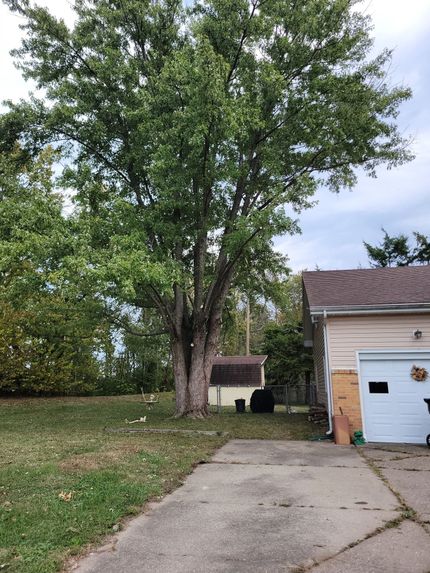 Large tree beside a driveway and garage in a suburban yard, with fallen leaves on the lawn.