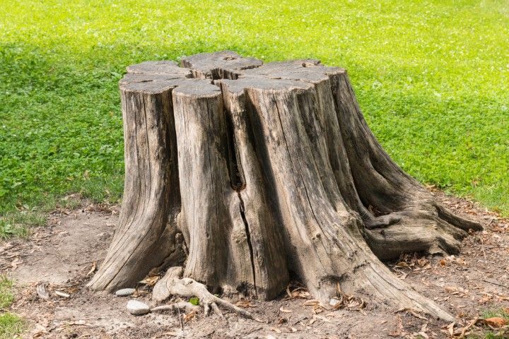 Tree stump in a grassy area, weathered wood with cracks and roots visible, brown and green.