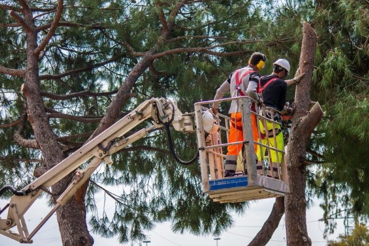 Two workers in an aerial lift, pruning a tall tree with a chainsaw; both wear safety gear.