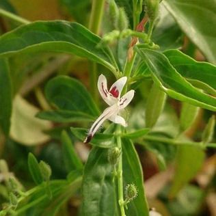 A small, white flower with a red-spotted center, featuring a long, thin protrusion, surrounded by green leaves.