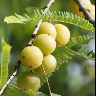 A cluster of round, pale green amla berries hanging from a branch with feathery green leaves.