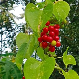 A cluster of bright red berries hanging from a vine with smooth, heart-shaped green leaves against a blurred background.