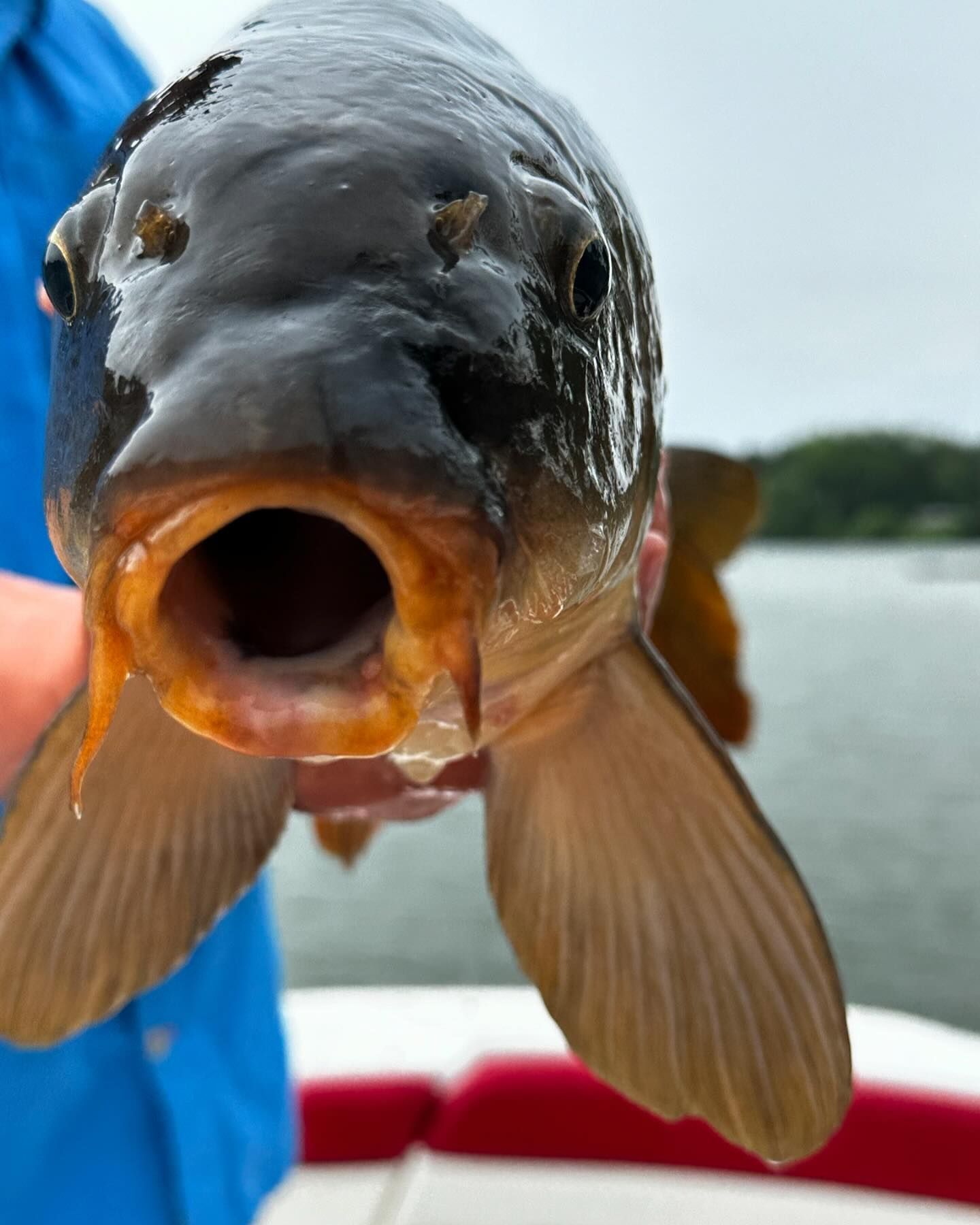 A person is holding a fish with its mouth open