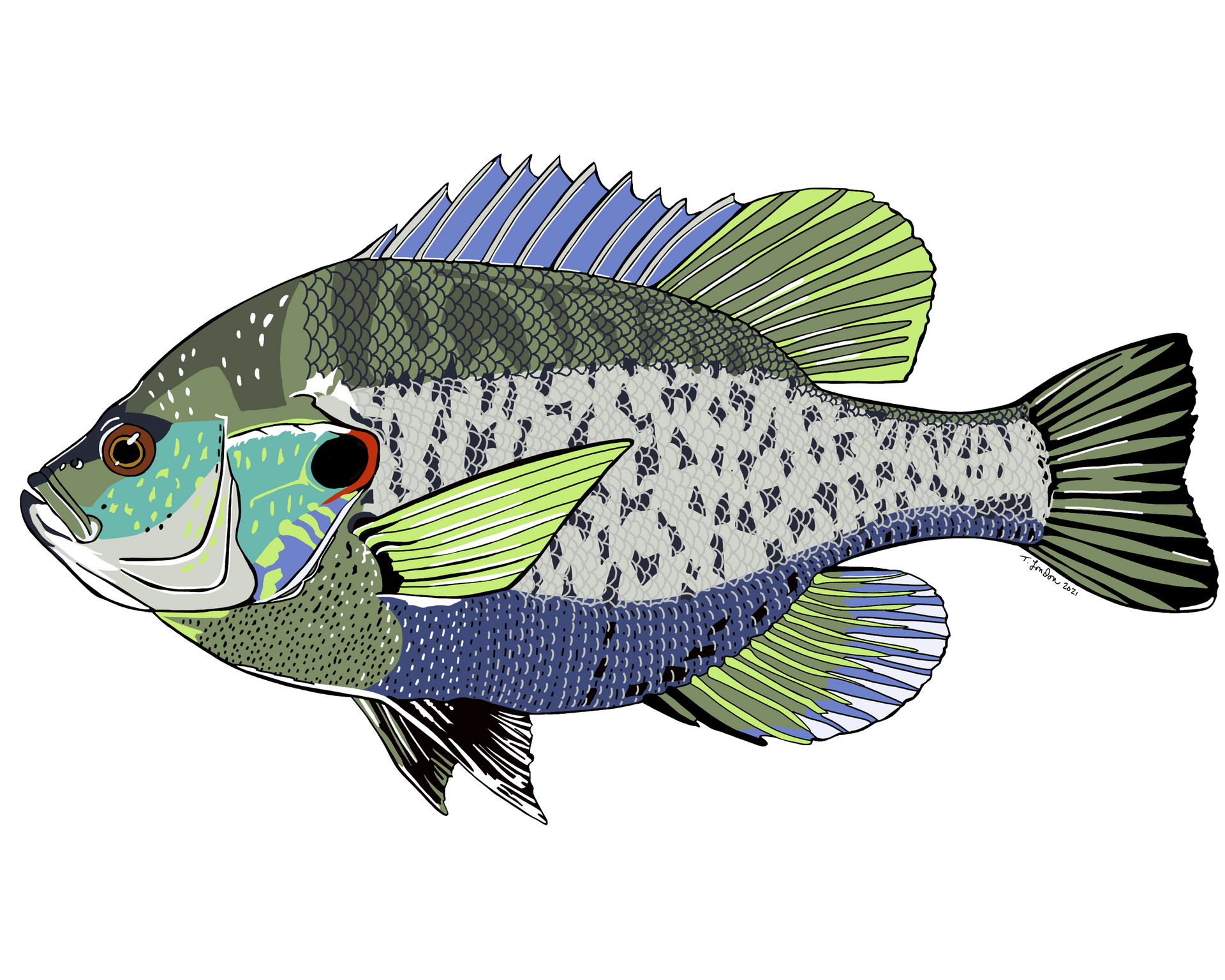 A colorful fish is swimming on a white background.
