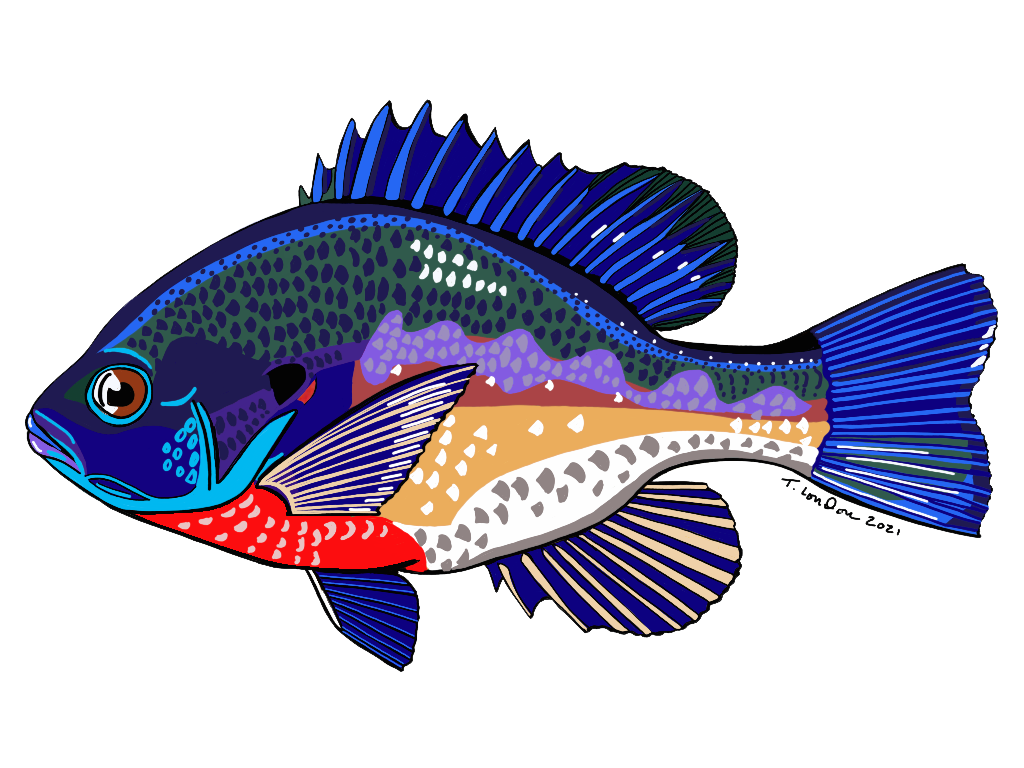 A drawing of a colorful fish on a white background