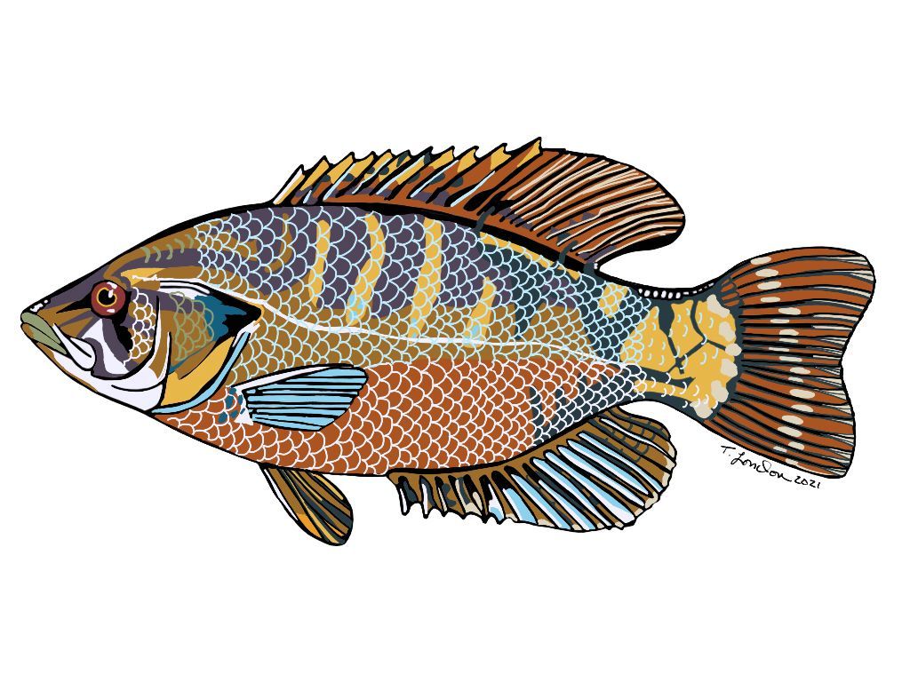 A drawing of a colorful fish on a white background