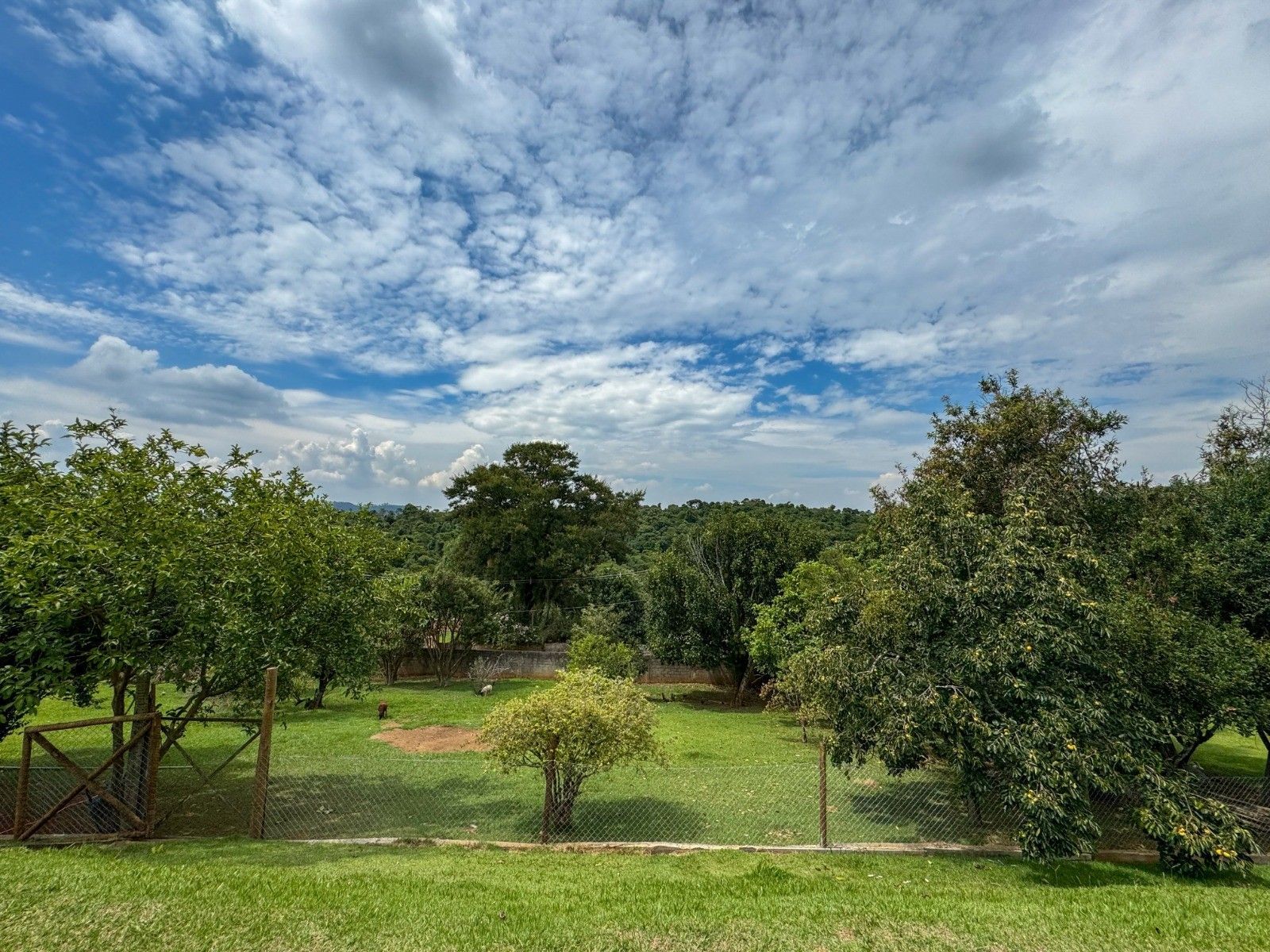 Um pomar verdejante sob um céu azul parcialmente nublado. Árvores de tamanhos variados cercam um campo gramado.
