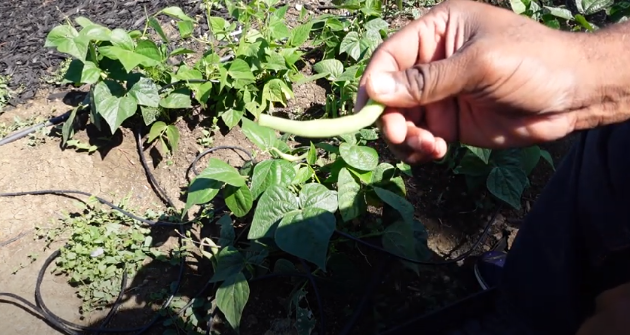 How to Grow String Beans