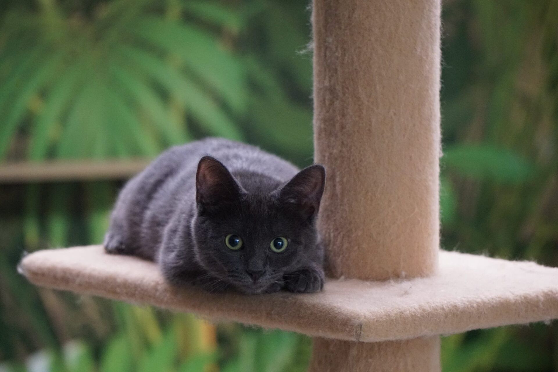 Blue European Domestic Cat — Niles, MI — The Cat's Meow