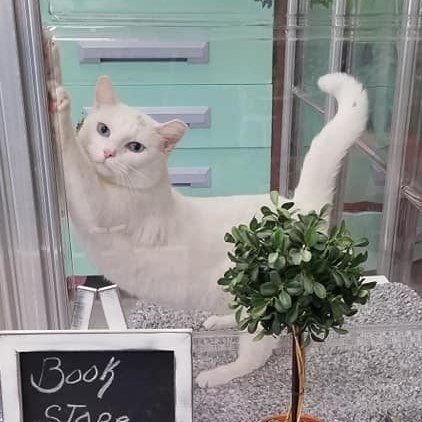 Two Kittens Hugging — Niles, MI — The Cat's Meow