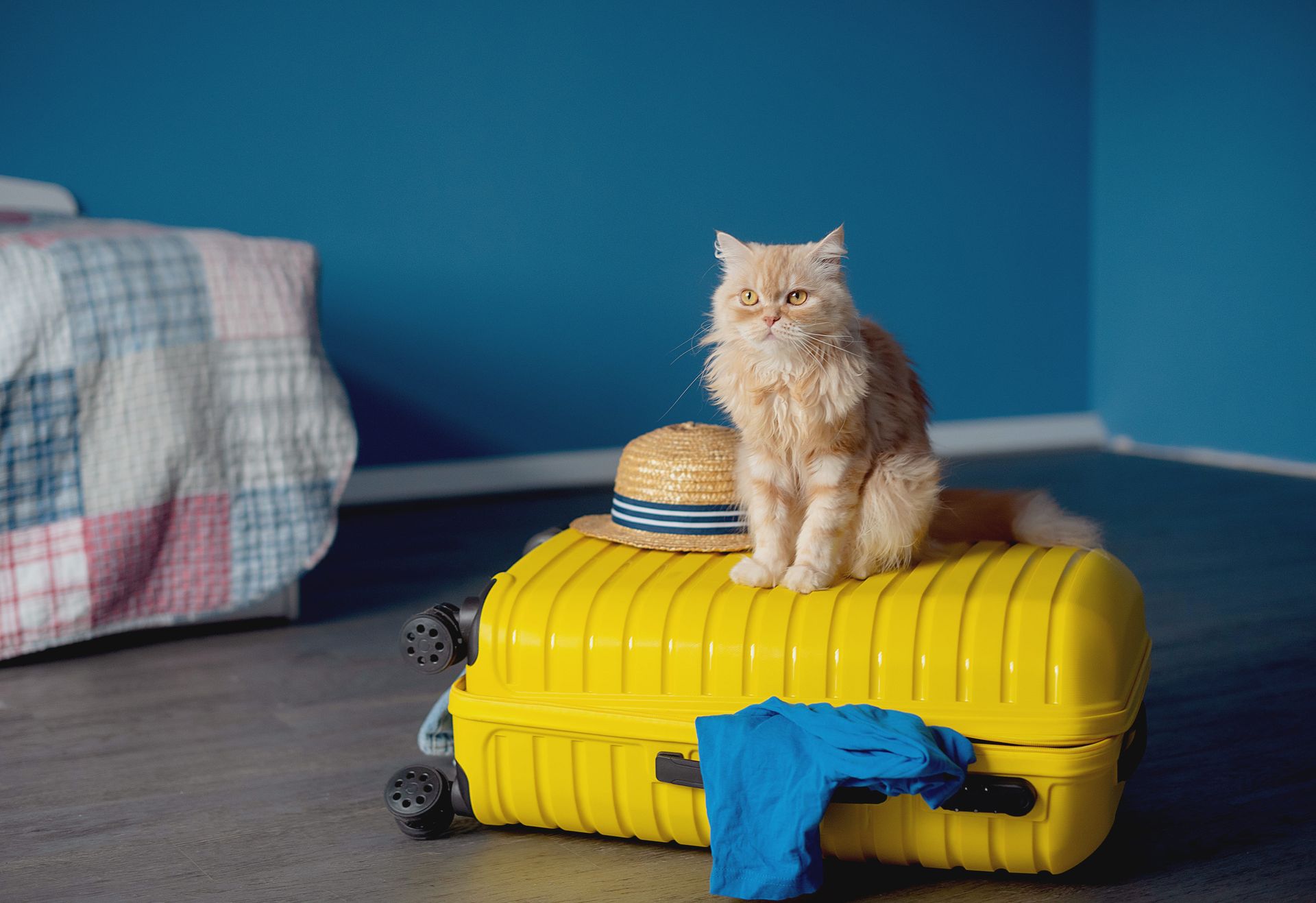 A pet cat lounging on a yellow suitcase, for pet cat boarding in Elkhart, IN.