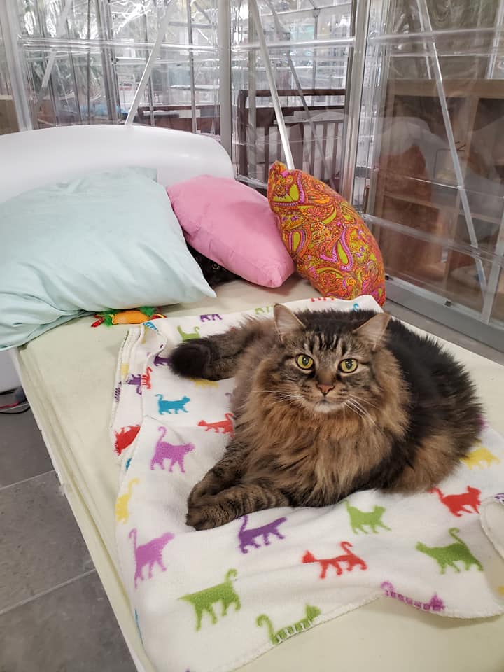 Fluffy Cat Laying On Bed — Niles, MI — The Cat's Meow
