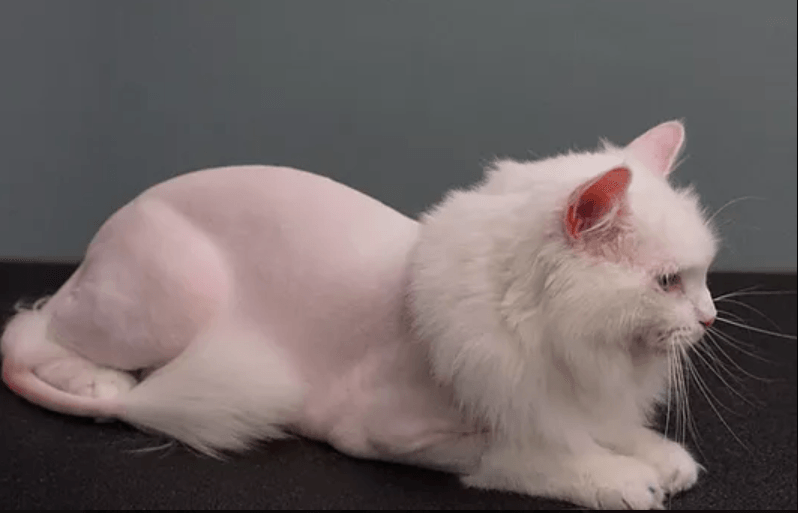 A pet that went to a cat groomer serving South Bend, IN