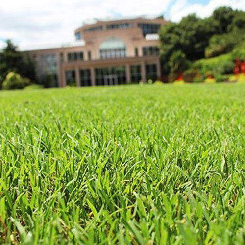 Bermuda Sod Jacksonville, FL and surrounding areas The Sod Lot