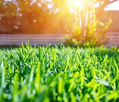 Quality Grass — Jacksonville, FL — The Sod Lot