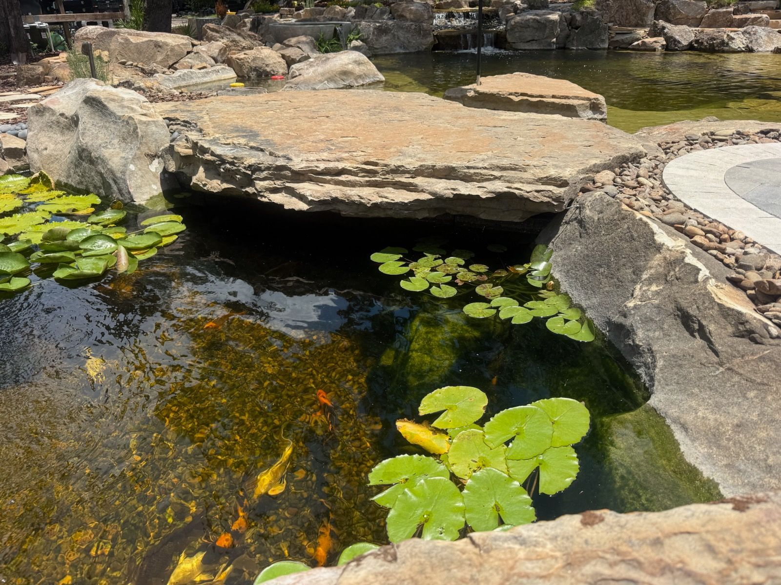 Garden pond with lily pads, orange koi fish, and a stone overhang beside clear water
