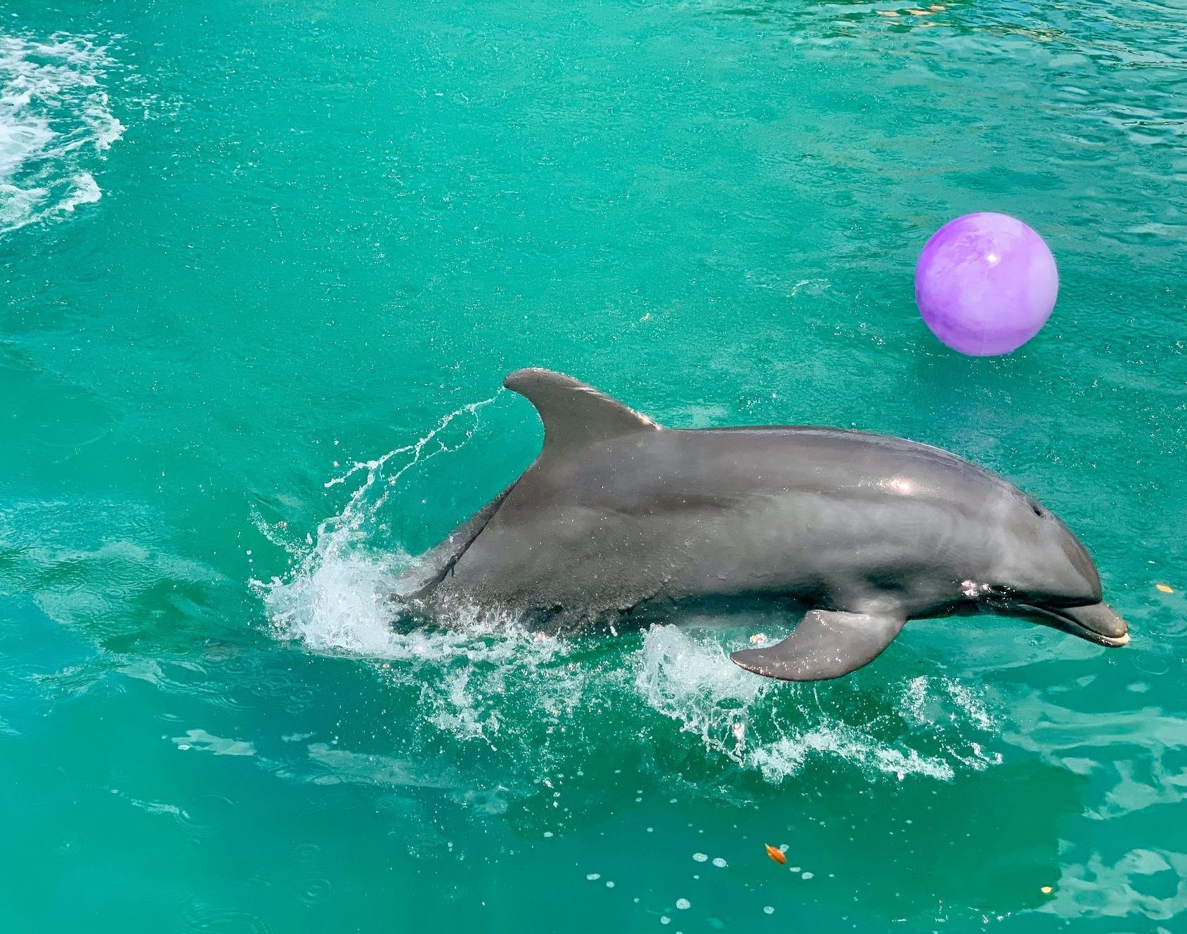 A dolphin is playing with a purple ball in the water