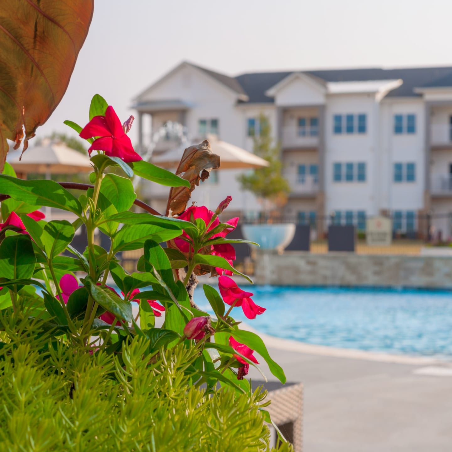 Red flowers in bloom near a swimming pool and apartment buildings on a sunny day.