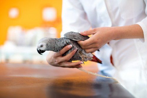 piccione in mano a un veterinario 