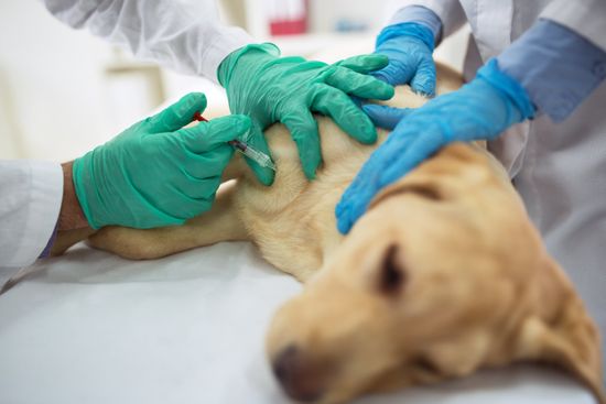 medici iniettano una siringa a un cane 