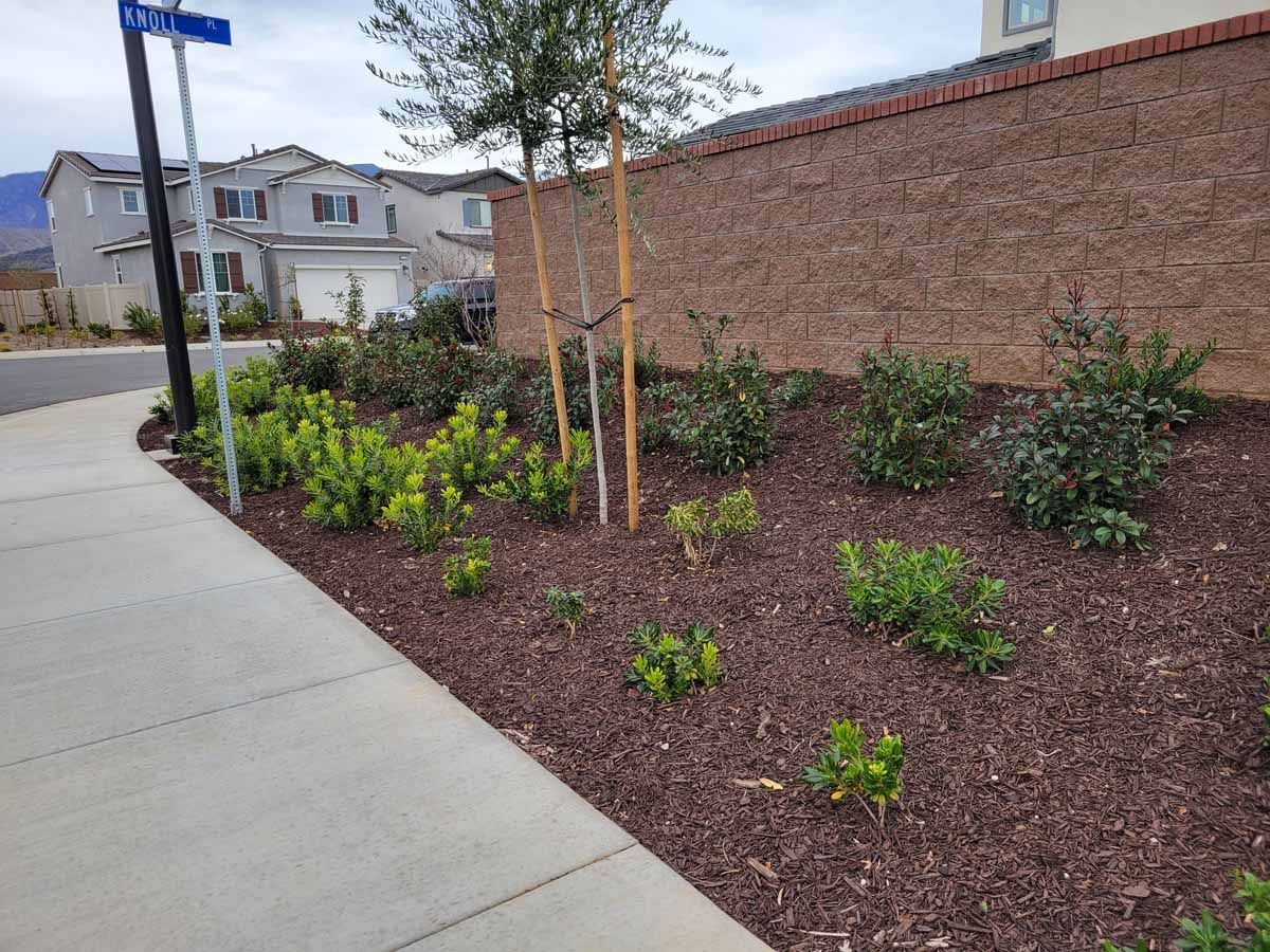 A landscaped corner with small green plants, a young tree, and a brown brick wall.
