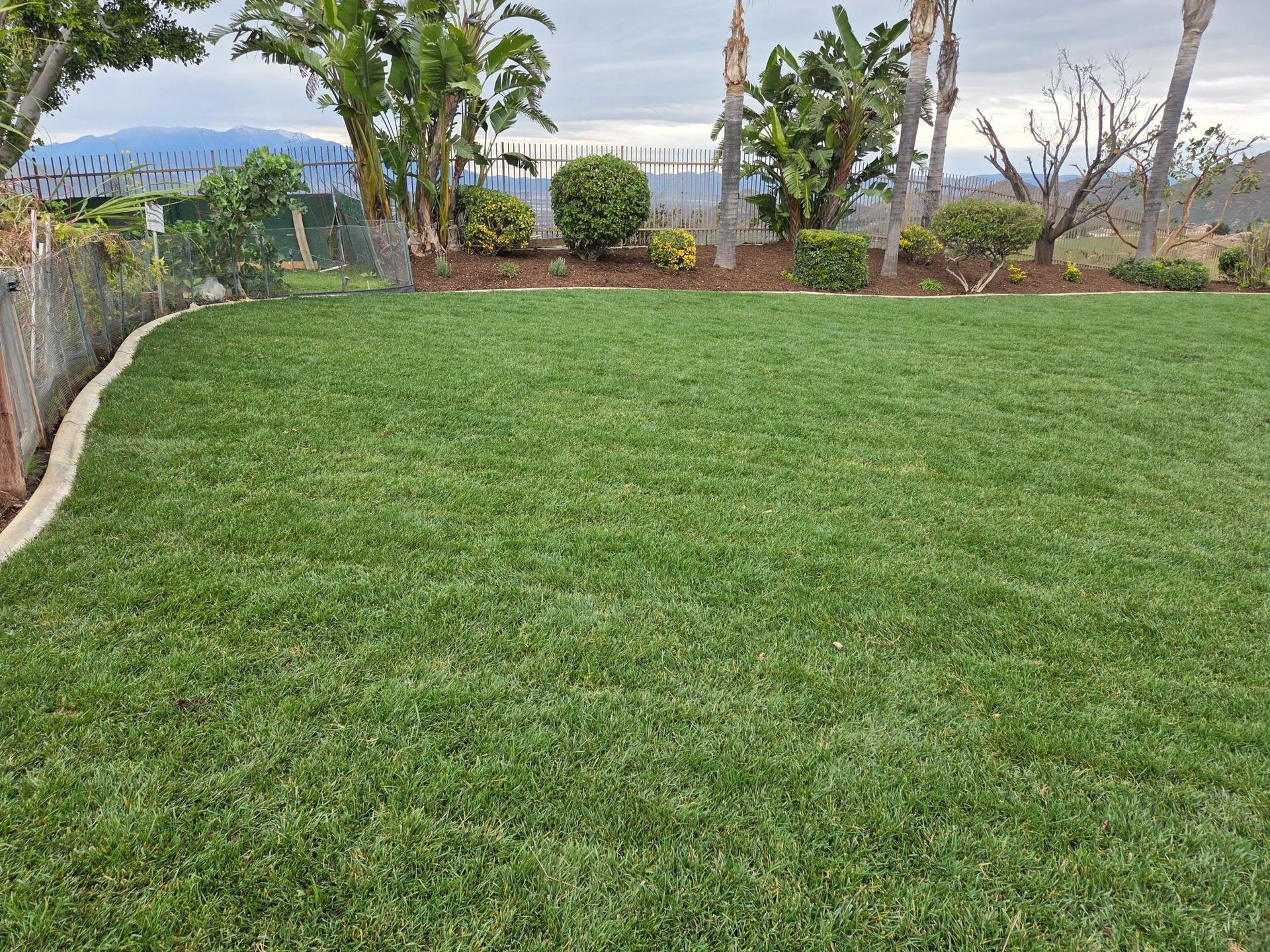 Lush green lawn in a backyard with a curved concrete border, trees, and cloudy sky.