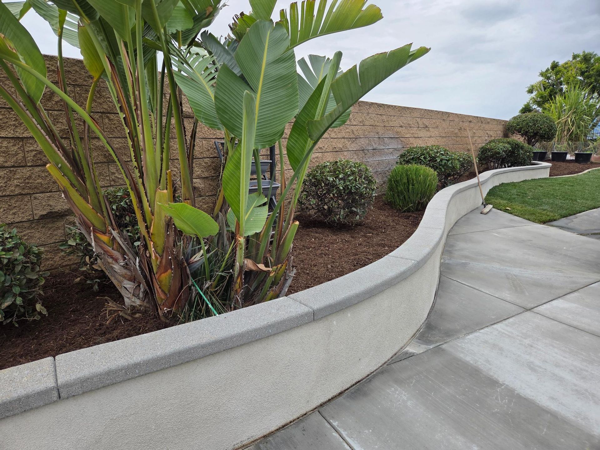 Curving concrete retaining wall with plants and mulch. Bird of paradise plants in front.