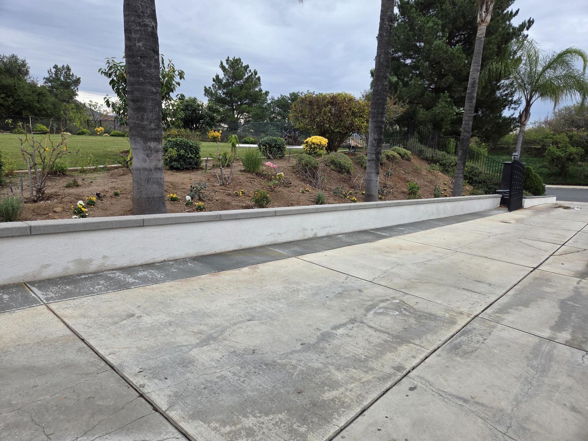 Concrete sidewalk with a planter bed and palm trees. Green grass and foliage in the background. Overcast sky.