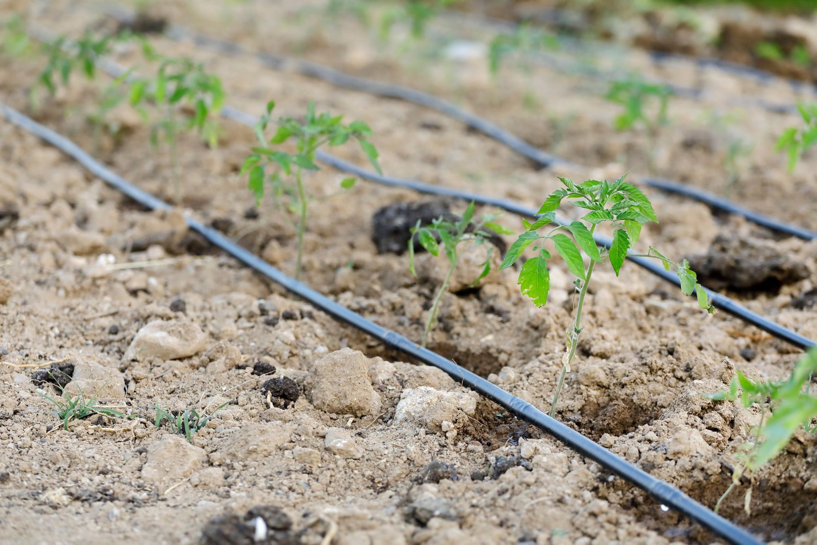 Tomato seedlings growing in rows with a drip irrigation system in a garden bed.
