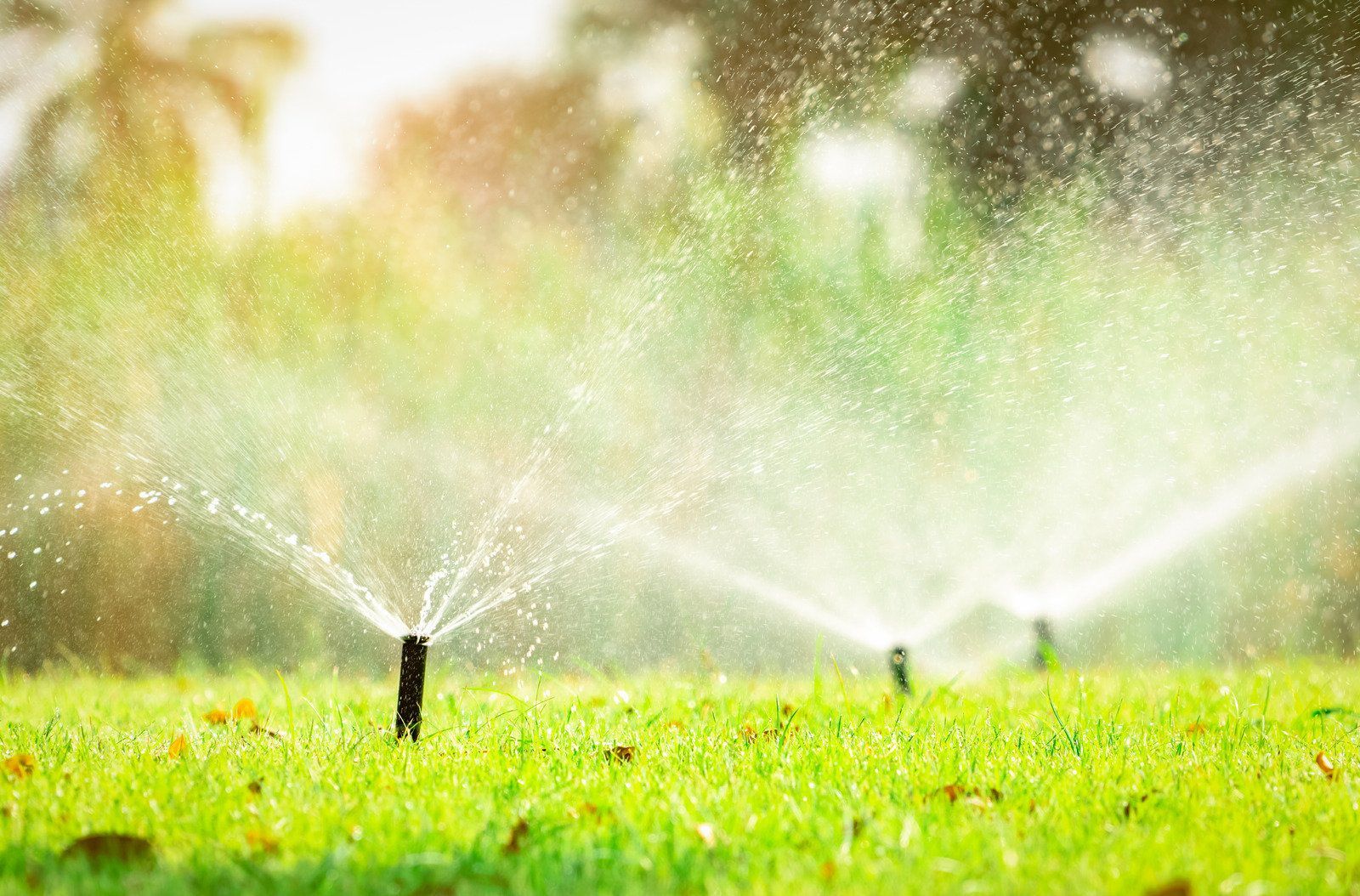 Sprinklers watering green grass on a sunny day.