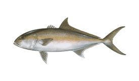 Amberjack fish, brown/silver with a pointed dorsal fin and forked tail.