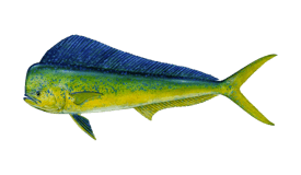 A colorful mahi-mahi fish with a blunt head and a high dorsal fin, swimming horizontally.