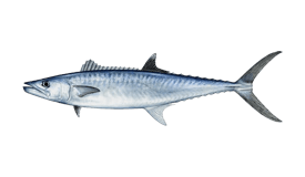 A silver king mackerel fish with dark blue-grey markings swimming to the right, fins extended.