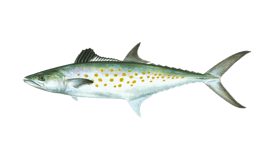 Spanish mackerel, silver body with yellow spots, dorsal and pectoral fins.