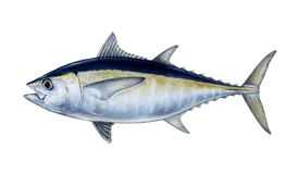 Tuna fish with streamlined body, bluish-black back, silver sides, and yellow belly, swimming right.