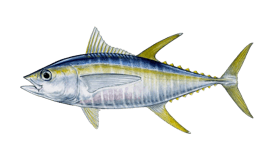 Yellowfin tuna fish with blue and yellow markings.