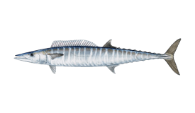 Wahoo fish, silver body with vertical stripes, dorsal fins, and forked tail.