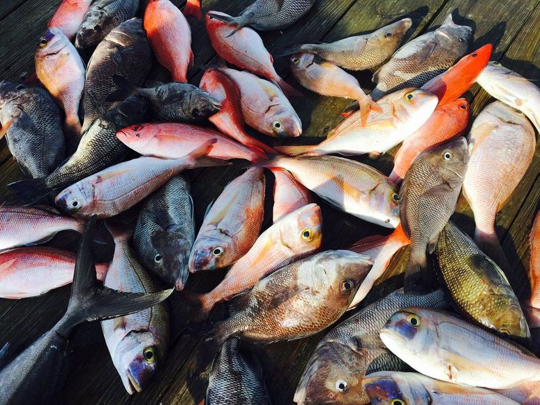Pile of freshly caught fish on a wooden surface, varying shades of red, grey, and silver.