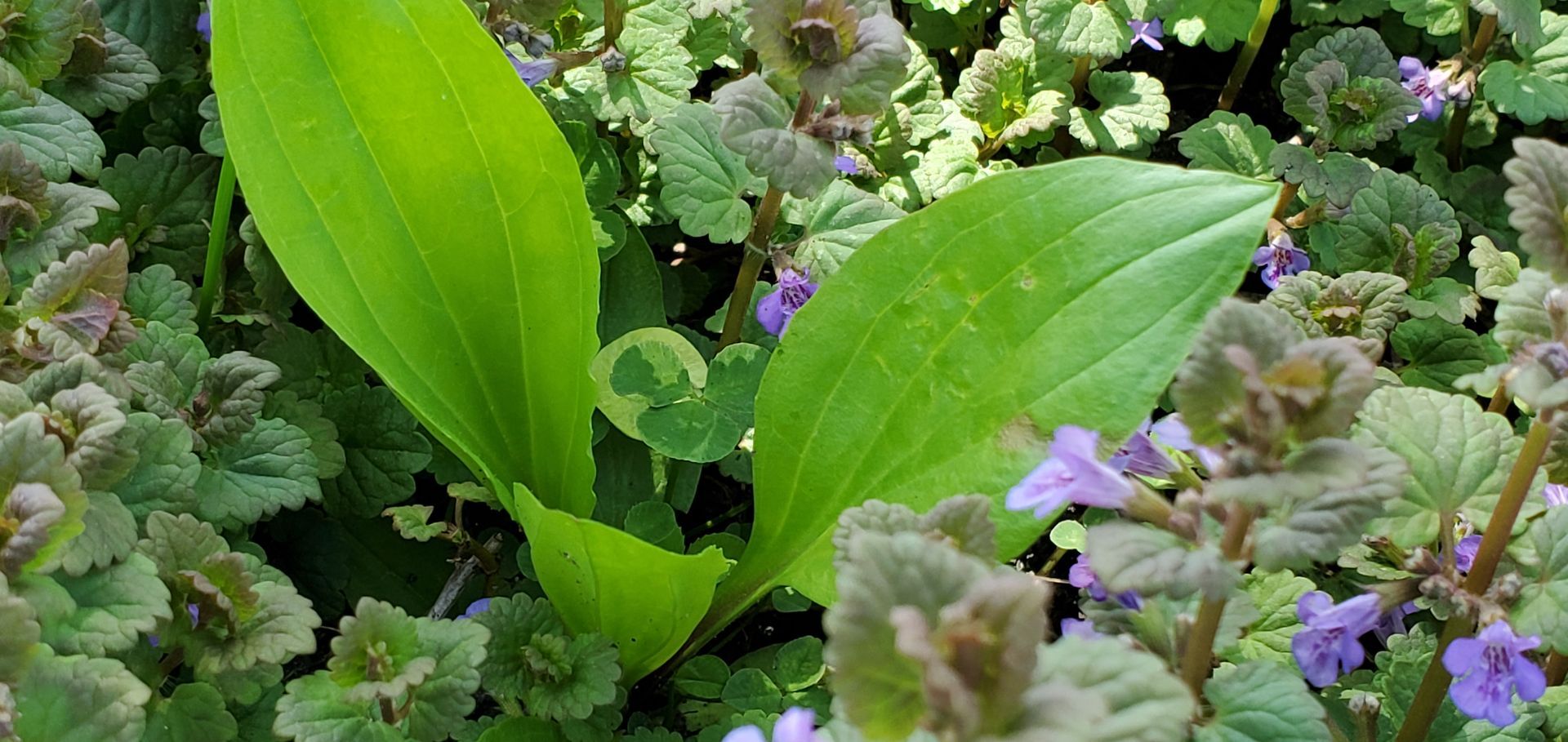 Bright green plant leaves surrounded by purple and green foliage with small purple flowers.