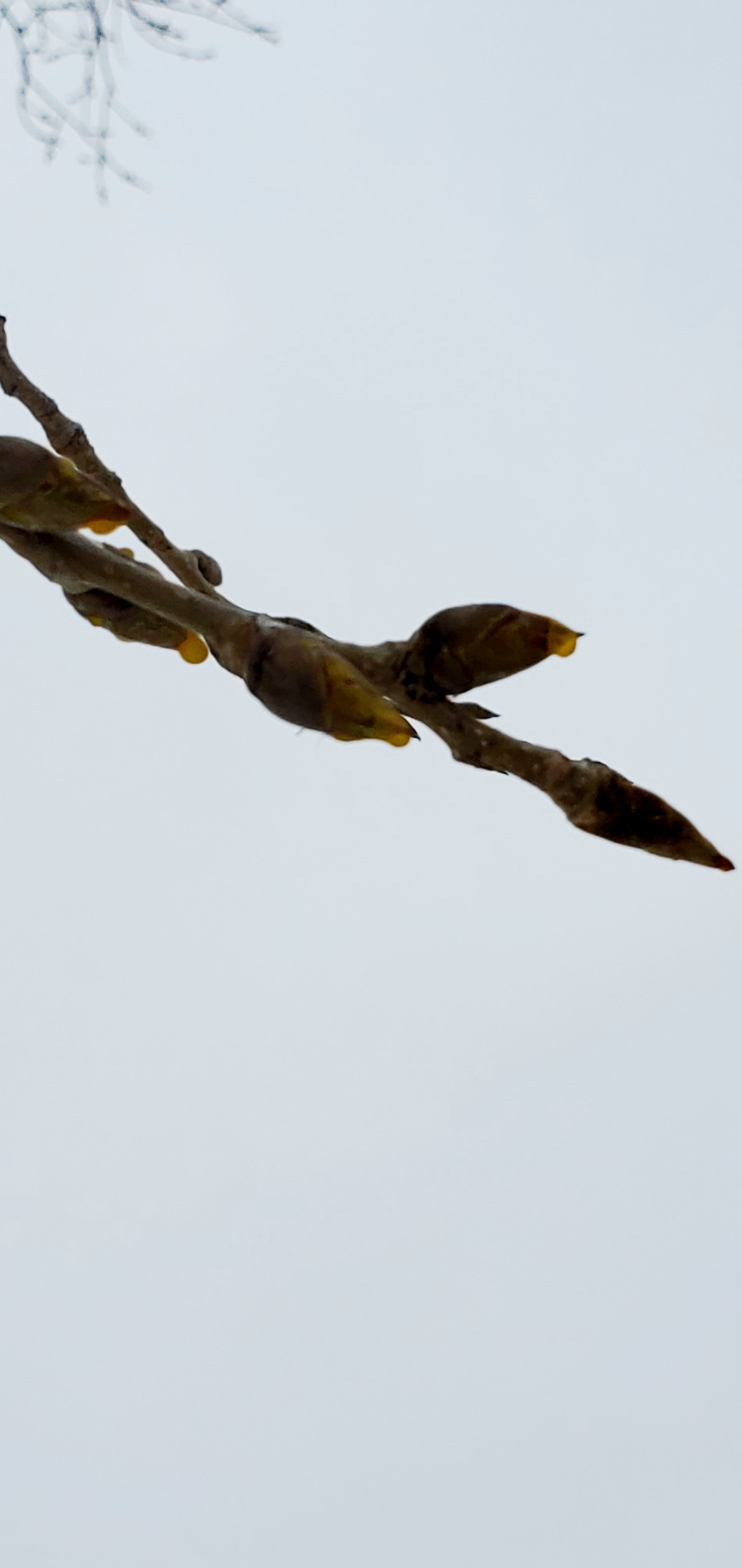 Brown tree branch with buds against a pale, overcast sky.