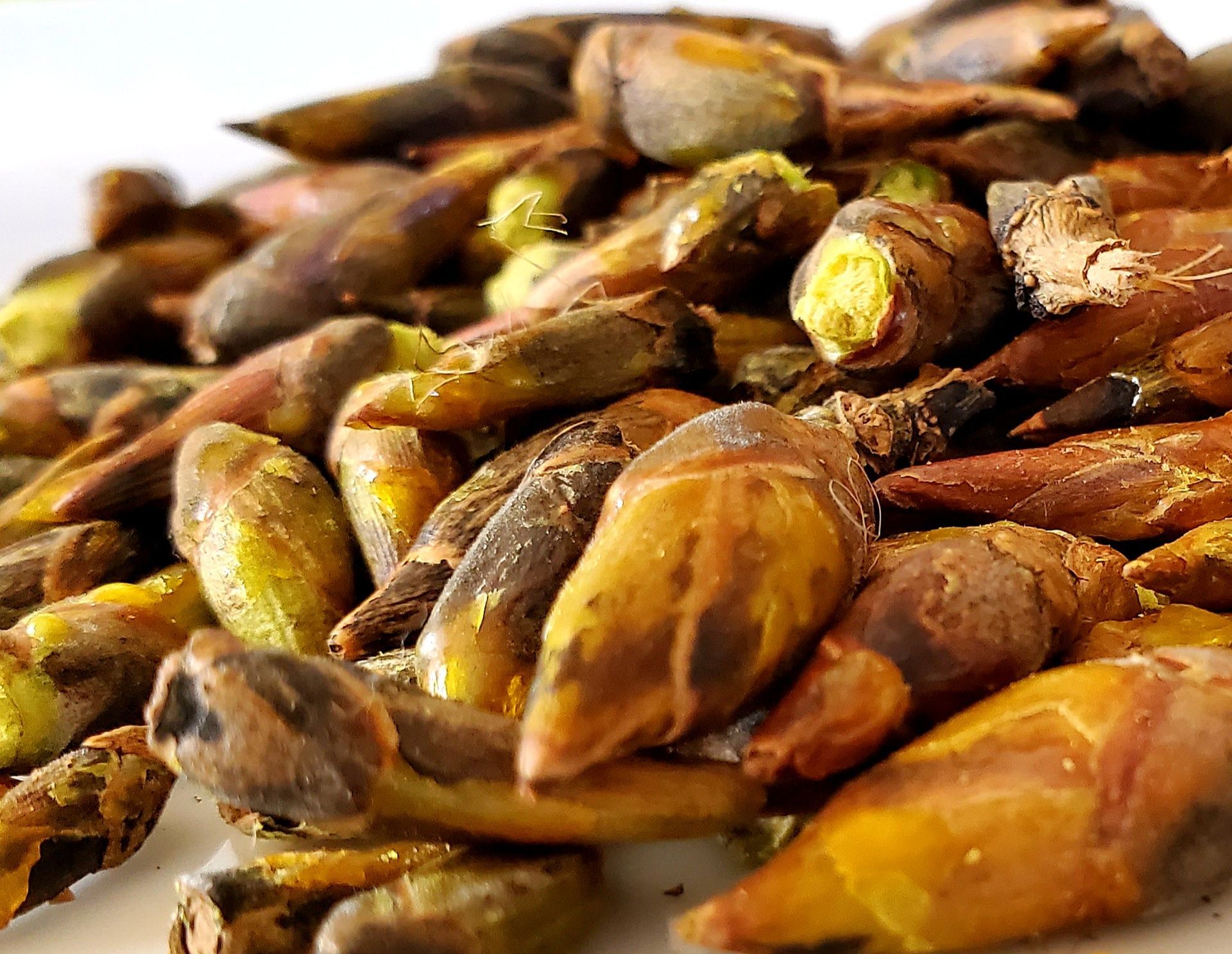 Pile of dried, brown and tan, elongated tree buds with green and yellow interiors.