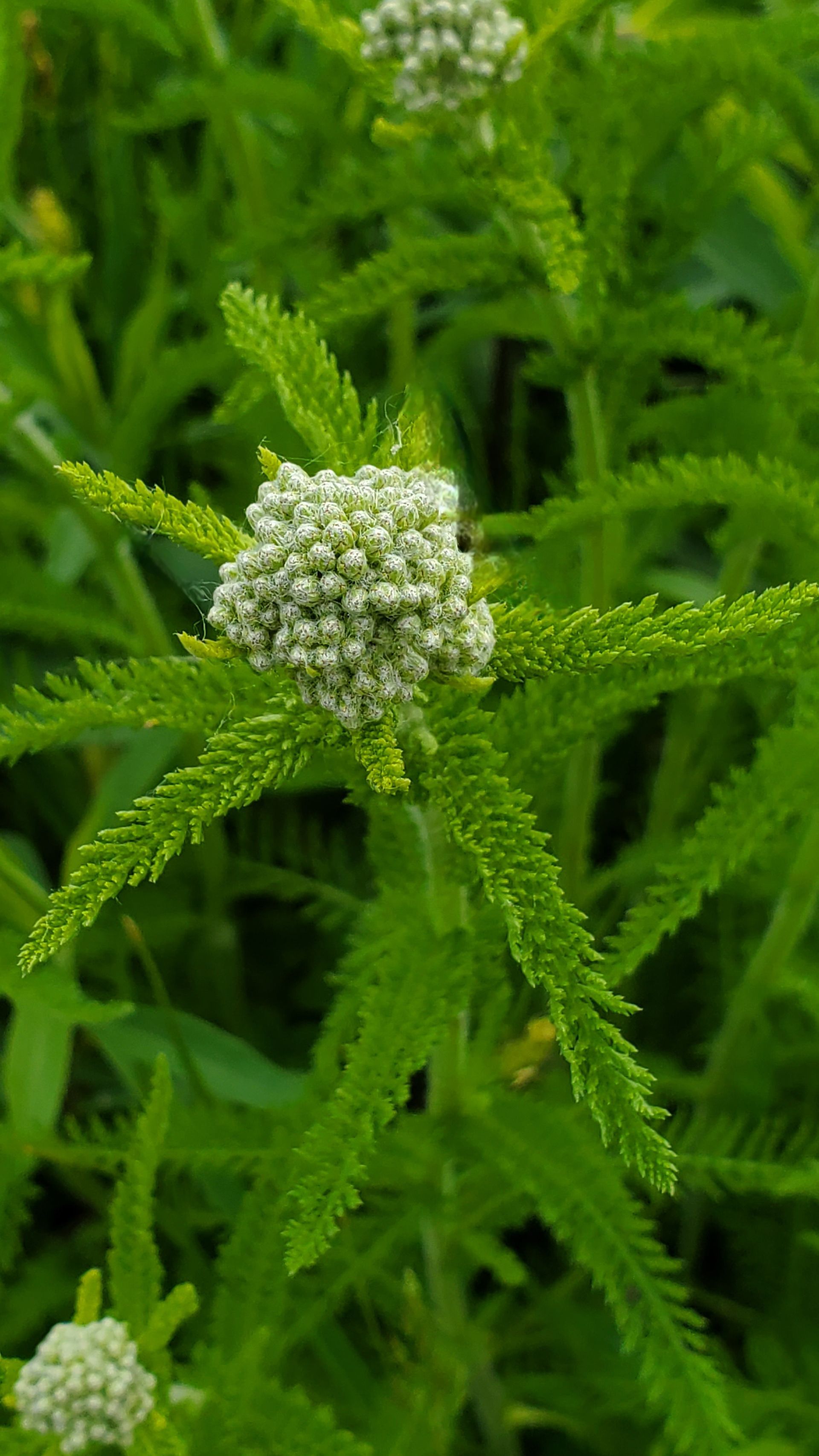 Green plant with feathery leaves and small, dense clusters of white flowers.