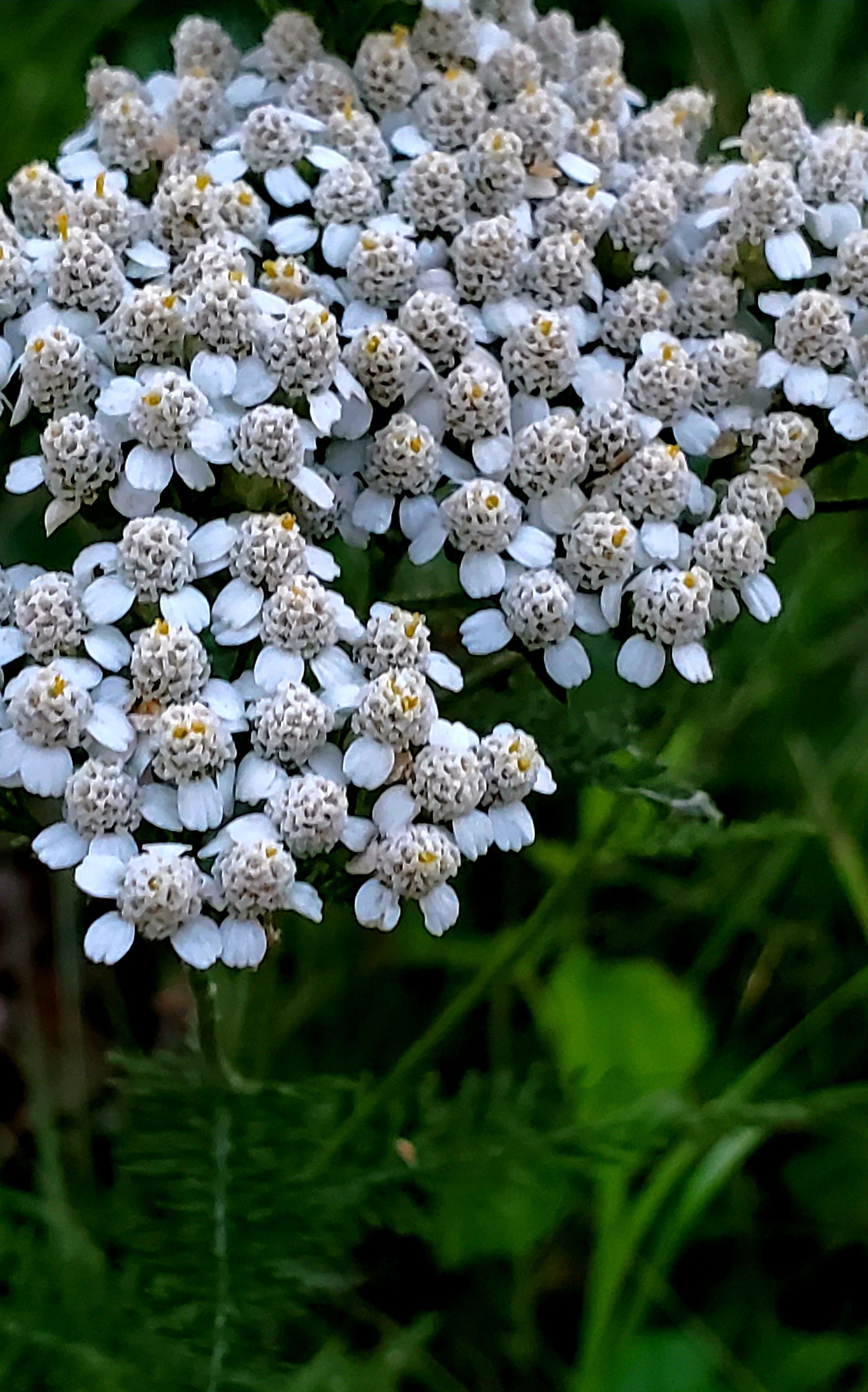 White yarrow flowers with yellow centers clustered together against green foliage.