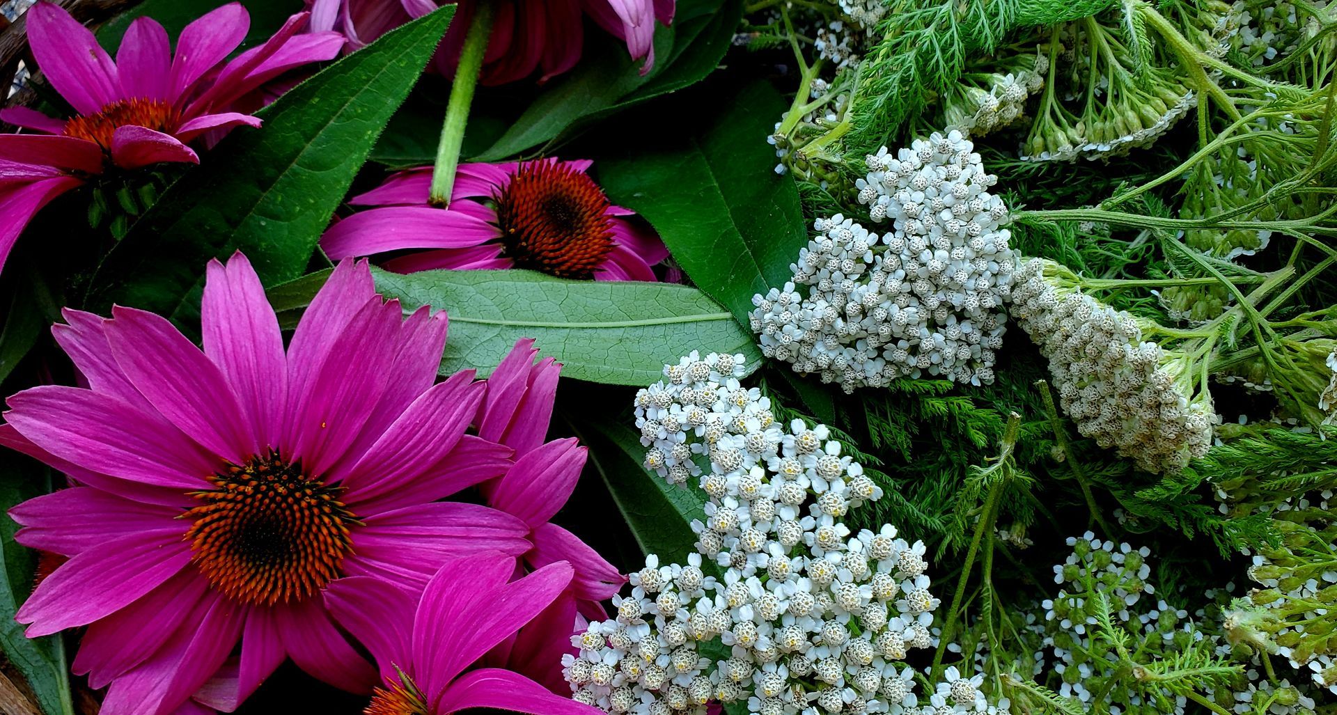 Purple coneflowers and white yarrow flowers with green foliage.