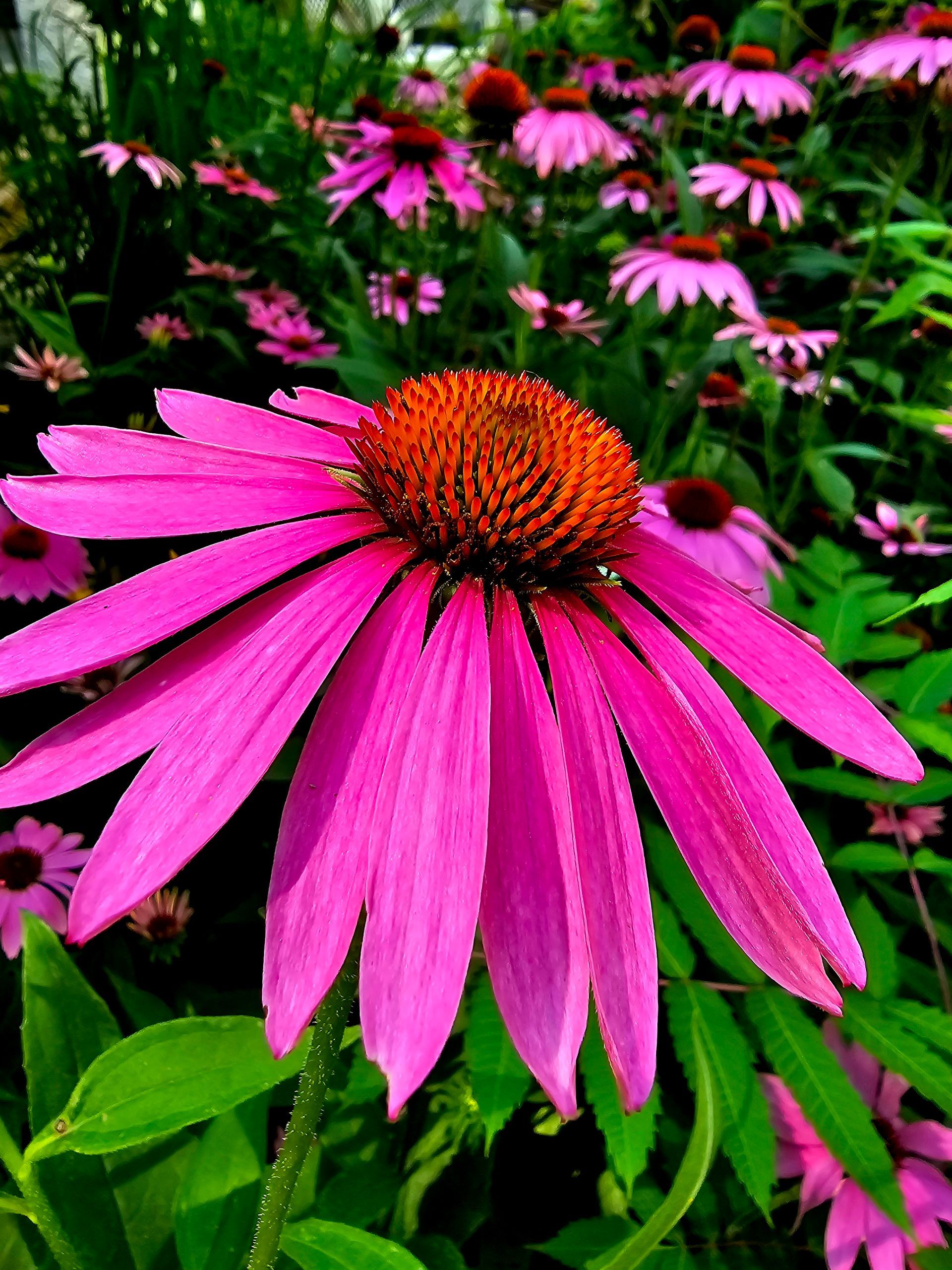 Bright pink coneflower with an orange center, surrounded by other coneflowers and green foliage.