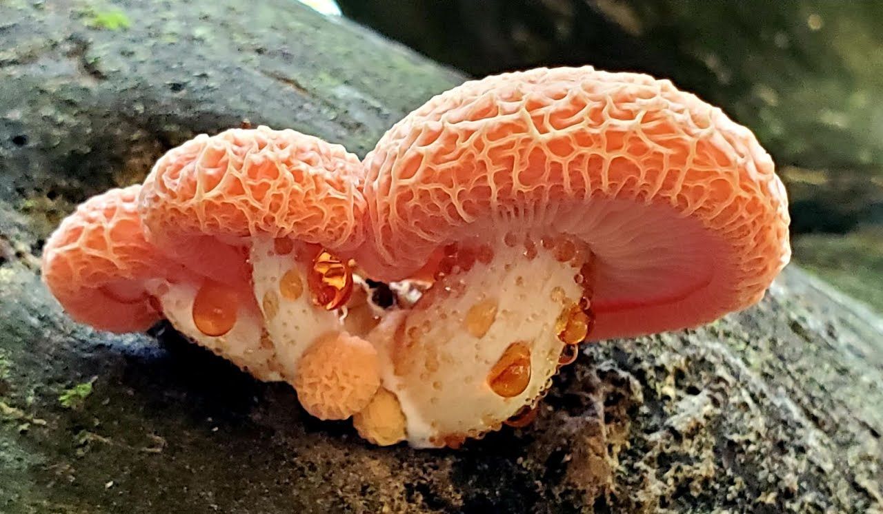 Pink and orange textured shelf fungi growing on a dark-colored rock.