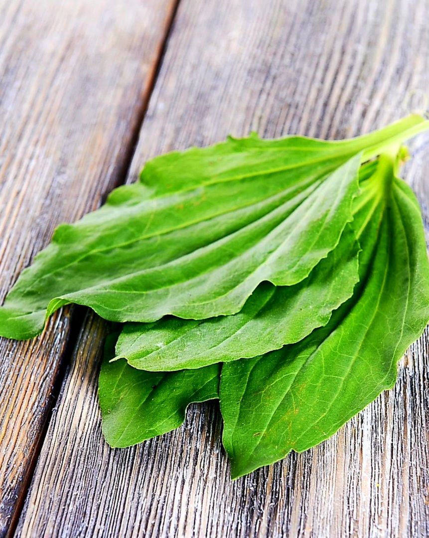 Green plantain leaves on a wooden surface, showing prominent veins.