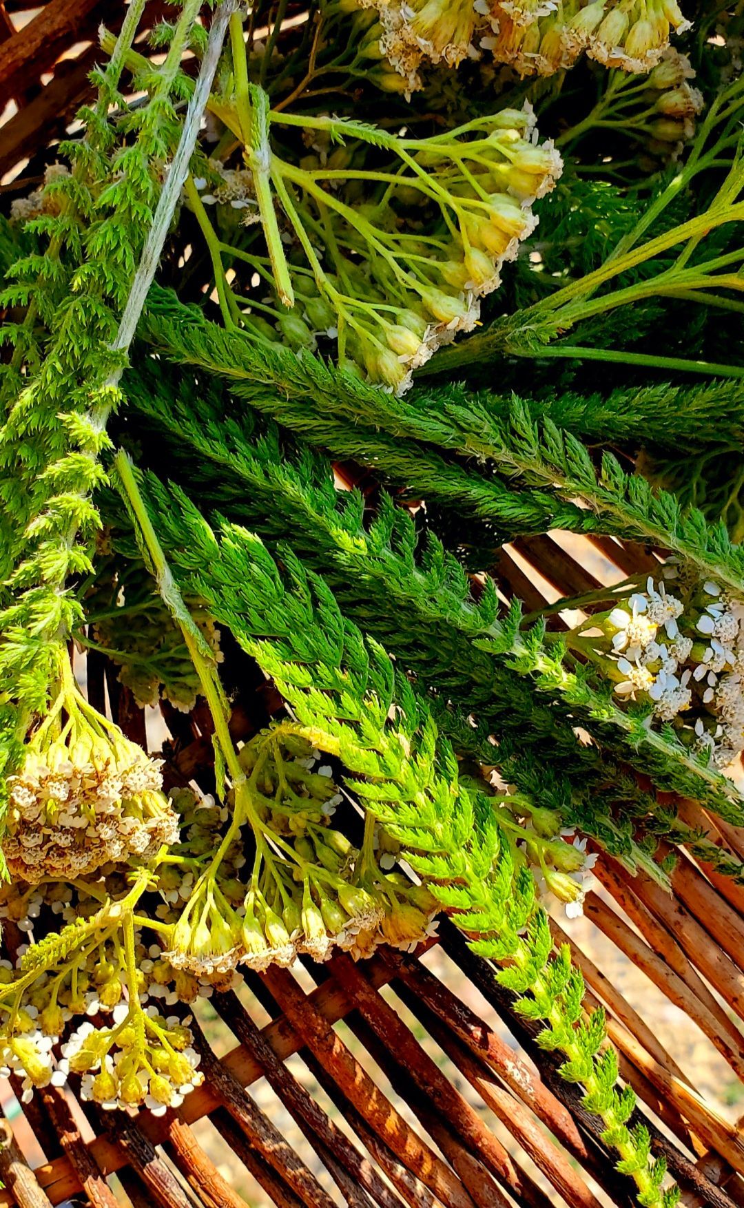 Green herbs and small white flowers arranged in a brown woven basket.
